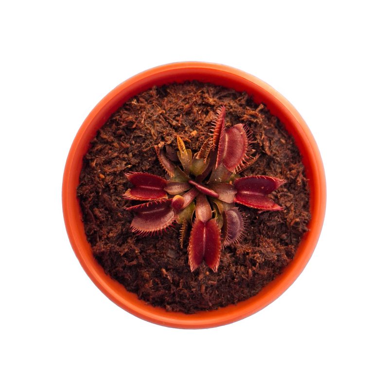 DIONAEA MUSCIPULA RED DRAGON | 2" - Imagen 2