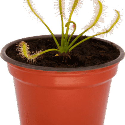 drosera capensis alba planta carnivora