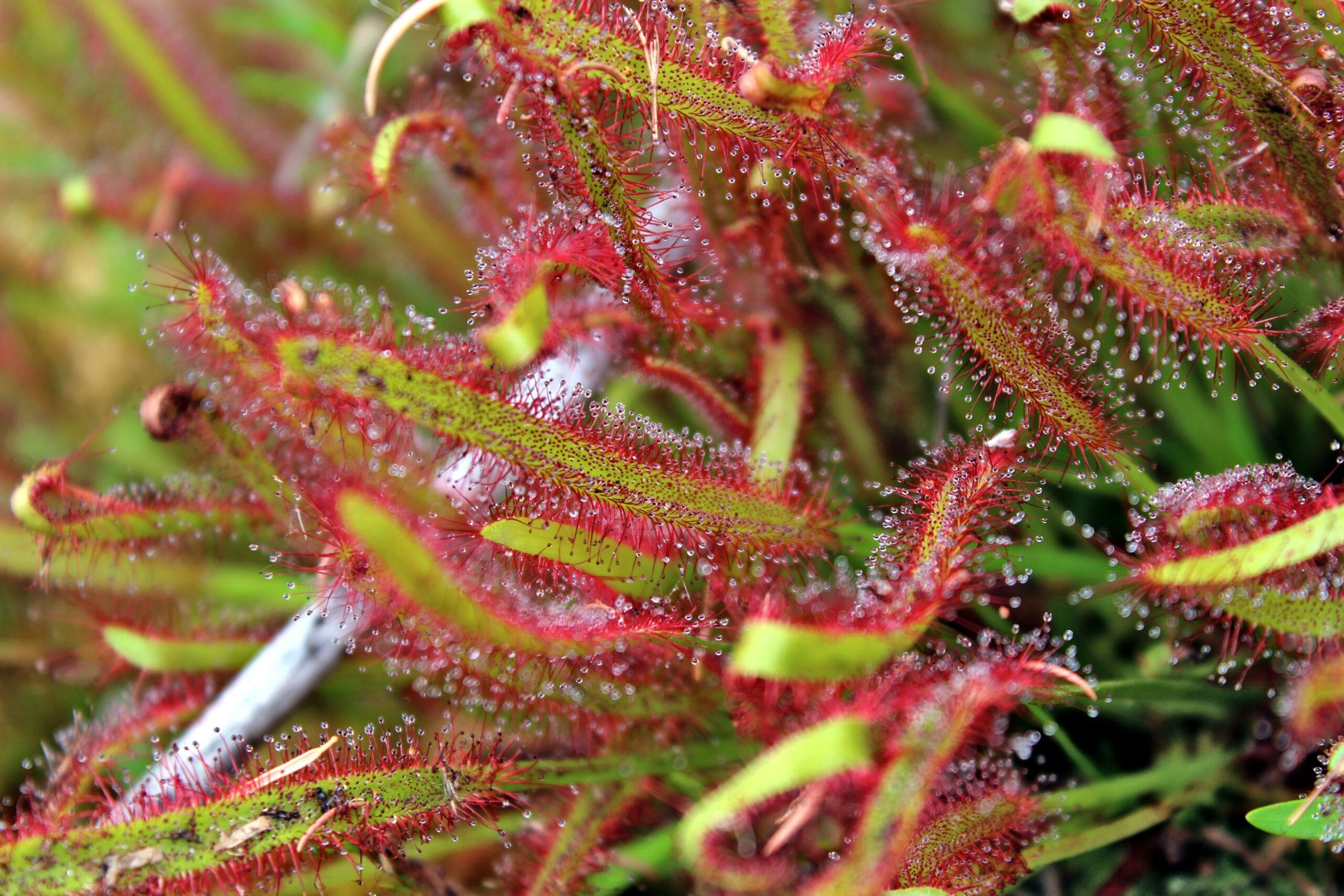 drosera luz intensa color rojo
