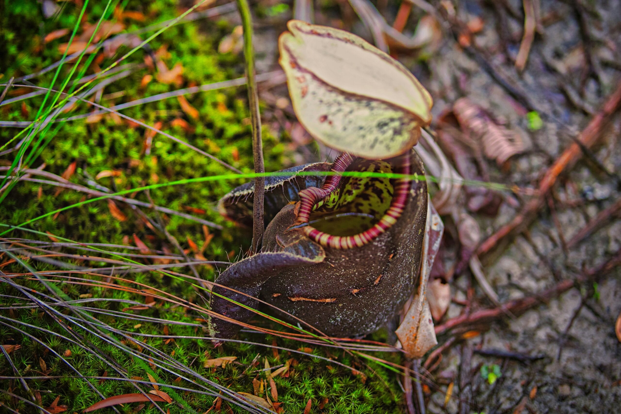 nepenthes planta carnivora cuidados