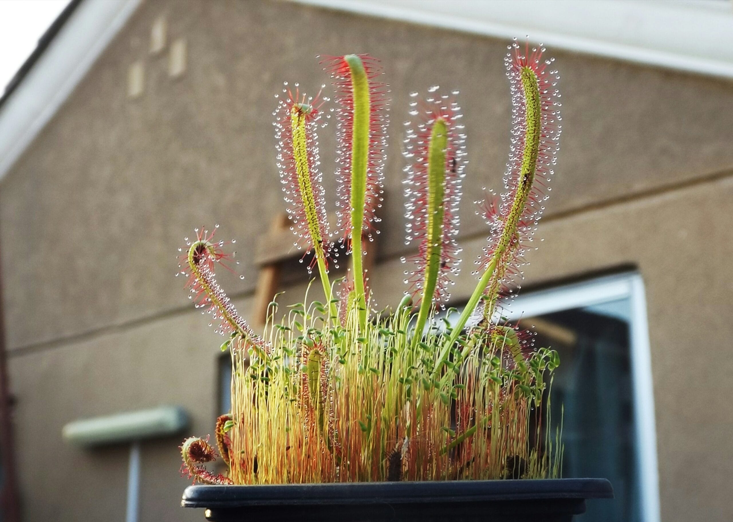 riego plantas carnivoras metodo bandeja